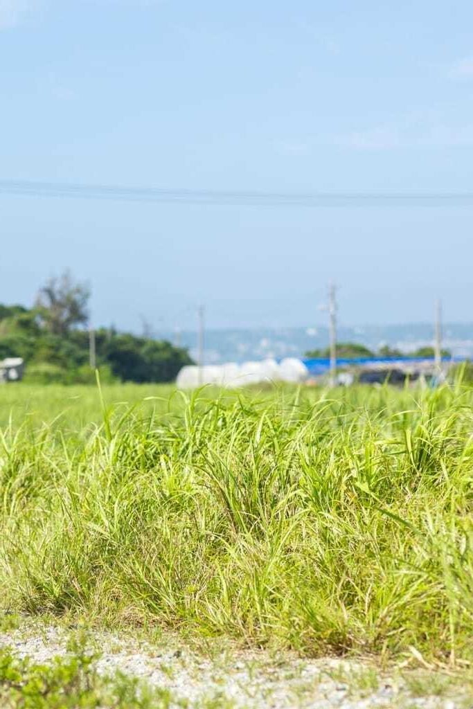 Airi Suzumura Photobook Okinawa Photo No. Shining